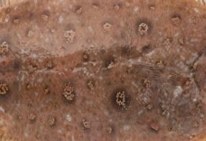 クリックで拡大表示