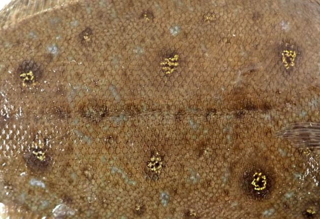 有眼側（表　カレイでは右側）に無数の虫食い状の斑紋があるが、3対の斑文が目立つ。