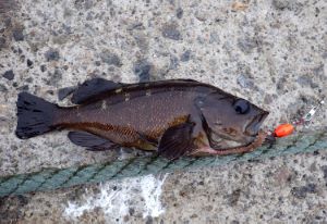 クリックで拡大表示