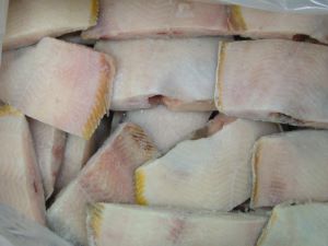 コガネガレイ 魚類 市場魚貝類図鑑