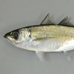 メアジ 魚類 市場魚貝類図鑑