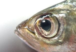 クリックで拡大表示