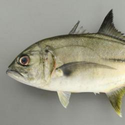 ギンガメアジ 魚類 市場魚貝類図鑑 ギンガメアジ 魚類 市場魚貝類図鑑