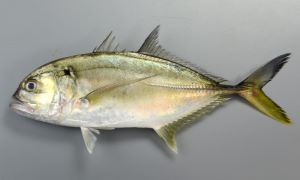 ギンガメアジ 魚類 市場魚貝類図鑑
