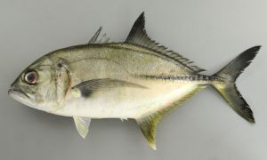 クリックで拡大表示 ギンガメアジとの比較