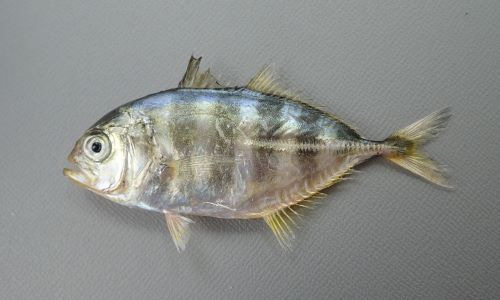 ミナミギンガメアジの幼魚だろうと思った個体。神奈川県二宮沖相模湾 SL 80cm。