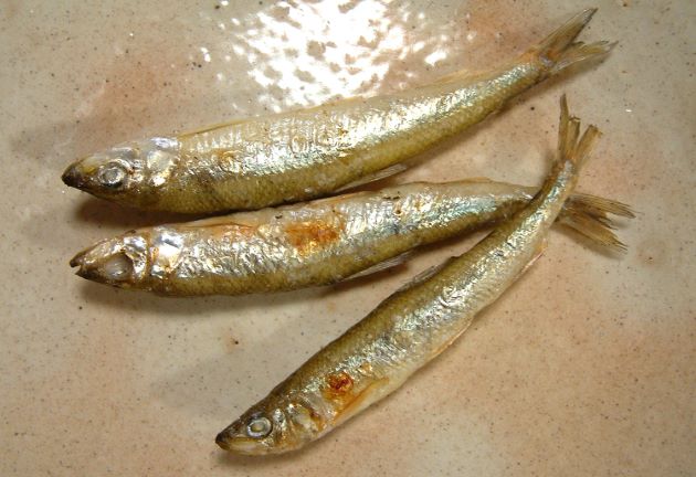 キュウリウオ 魚類 市場魚貝類図鑑