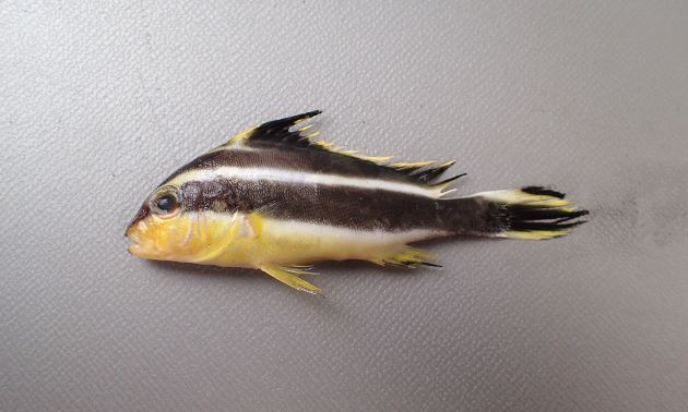 稚魚。鹿児島県では秋になると定置網で揚がる。［全長6cm］