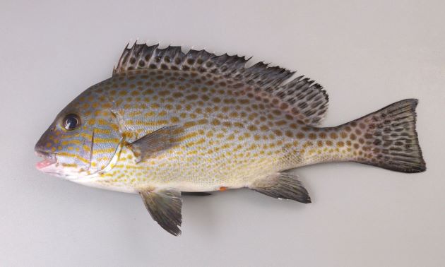 体長60cm前後になる。典型的な鯛型。側扁（左右に平たい）し、灰青色に黄色い斑文が散らばる。