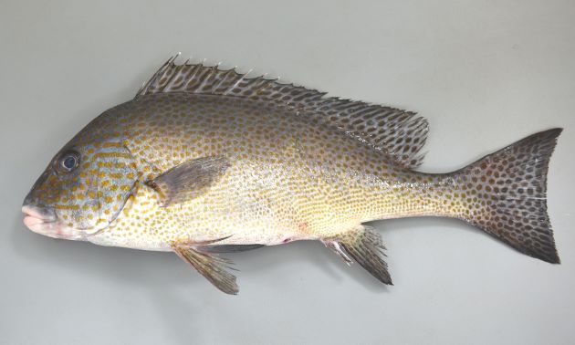 体長60cm前後になる。典型的な鯛型。側扁（左右に平たい）し、灰青色に黄色い斑文が散らばる。