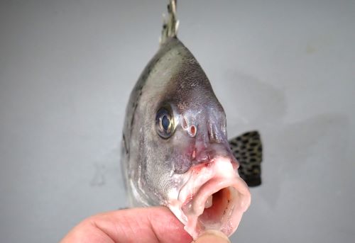 C59-157 知っておきたい魚・貝類料理 家庭料理百科 4 - 家庭料理