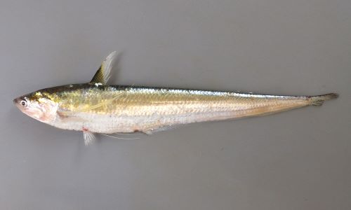 エツ 魚類 市場魚貝類図鑑 エツ 魚類 市場魚貝類図鑑