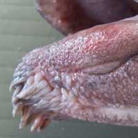 クリックで拡大表示 ヒゲダイの鬚