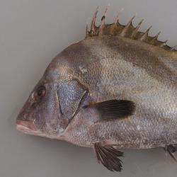 ヒゲソリダイ 魚類 市場魚貝類図鑑