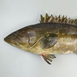 クエ 魚類 市場魚貝類図鑑 クエ 魚類 市場魚貝類図鑑