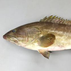 クエ アラ 市場魚貝類図鑑