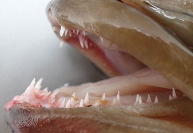 アカハタ属の魚の歯は非常に鋭い。