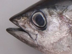 クリックで拡大表示