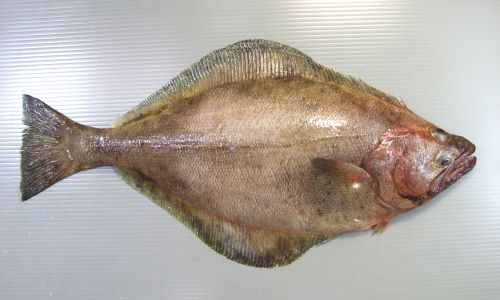 ARABIA 陶板　魚　アラビア　ヒラメ　カレイ ARABIA 陶板 魚 アラビア ヒラメ カレイ - メルカリ