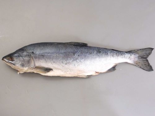 カラフトマス 魚類 市場魚貝類図鑑 カラフトマス 魚類 市場魚貝類図鑑