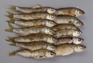 クリックで拡大表示