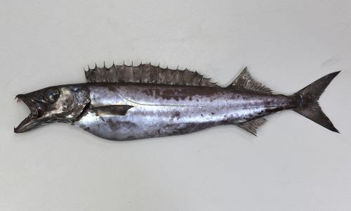 クロシビカマス (スミヤキ) | 市場魚貝類図鑑 クロシビカマス (スミヤキ) | 市場魚貝類図鑑