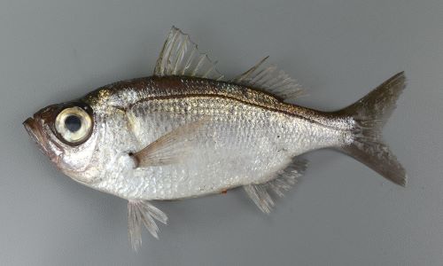 25cm前後になる。体高があり、形はフナを思わせる。背の部分は茶灰色、腹側は銀白色。尻鰭は短く、基部が長い。