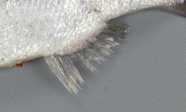 尻鰭は短く、基部が長い。