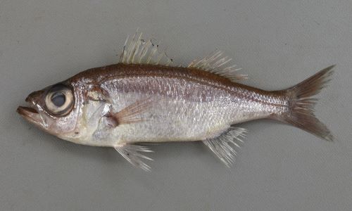 20cm SL前後になる。側へんし、オオメハタ属のなかでもっとも体高が低い。尻鰭棘は3。尻鰭基底は短く尻鰭は長い。