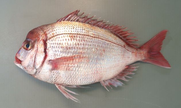 成魚は40センチほどになる。鰓ぶたの後ろが筋状に赤く血がにじんだように見える。尾鰭のいちばん後ろ側の縁が黒く縁取りされない。尾ビレは薄い赤色で後縁は黒くない。雄は大形になると頭部が張り出してくる。