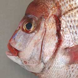 チダイ | 魚類 | 市場魚貝類図鑑
