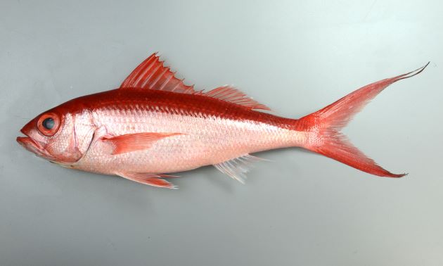 1m SL 前後になる。体色は背の部分が赤く、腹側は赤味を帯びて白い。目が大きく、側扁（左右に平たい）し、細長い。背鰭に欠刻がある。尾鰭がとても長い。