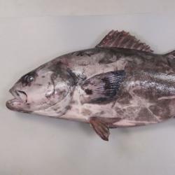 アブラボウズ 魚類 市場魚貝類図鑑