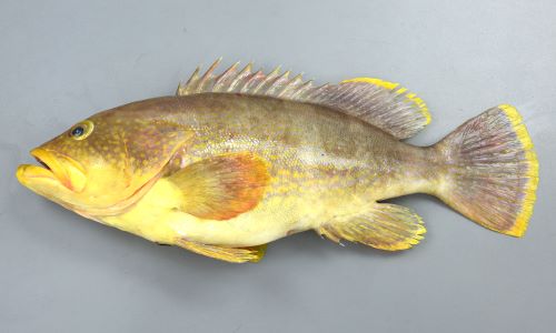 アオハタ 魚類 市場魚貝類図鑑