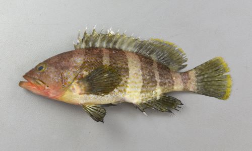 アオハタ 魚類 市場魚貝類図鑑