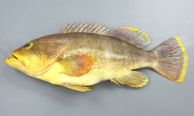 アオハタ 魚類 市場魚貝類図鑑 アオハタ 魚類 市場魚貝類図鑑