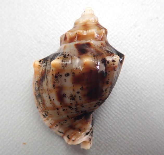 殻高50mm前後になる。ミクリガイ属のなかでももっとも大型。貝殻は光沢があり、厚く、螺塔（貝殻の先の部分）は小さく体層はよくふくらむ。貝殻に螺肋（筋模様）がほとんどない。褐色のの明瞭な帯があるもの、白一色で縞のないもの、茶色で縞のないものなど多彩。［宮崎県産］