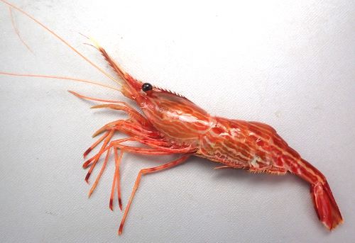 えびあ様 モロトゲアカエビ (シマエビ) | 市場魚貝類図鑑