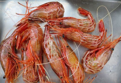 モロトゲアカエビ シマエビ 市場魚貝類図鑑 モロトゲアカエビ シマエビ 市場魚貝類図鑑