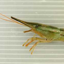 ホッカイエビ ホッカイシマエビ 市場魚貝類図鑑 ホッカイエビ ホッカイシマエビ 市場魚貝類図鑑