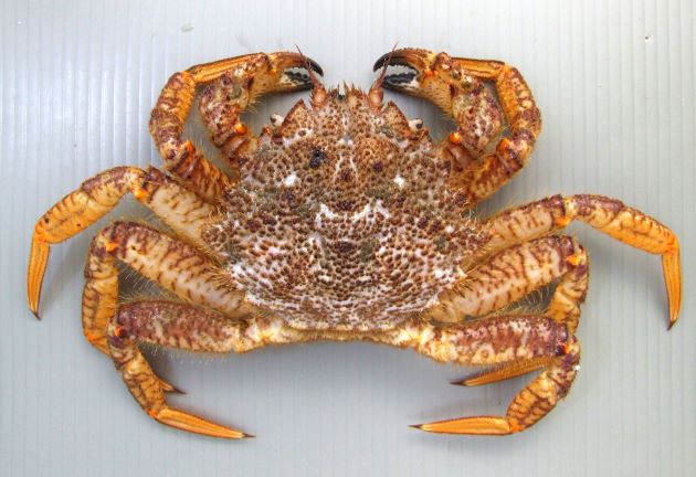 甲幅9cmほどになる。甲はほぼ5角形をして、甲の表面には小さな粒々が散らばっている。全体に短い毛が生えている。見た目でトゲクリガニと見分けるのは非常に難しい。写真は根室産。