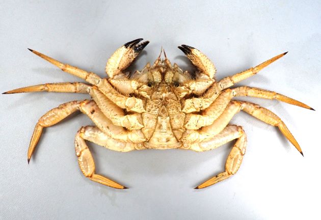 甲幅9cmほどになる。甲はほぼ5角形をして、甲の表面には小さな粒々が散らばっている。全体に短い毛が生えている。見た目でトゲクリガニと見分けるのは非常に難しい。写真は根室産。