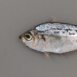 オキヒイラギ 魚類 市場魚貝類図鑑