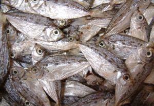 クリックで拡大表示