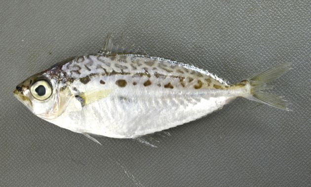 7cm SL 前後になる。体は強く側偏する(平たい)、全体に銀白色で背部に虫食い状の斑紋がある。口は折り畳まれて伸ばすと下方前方に伸びる。背鰭、尻鰭の棘は強く鋭い。