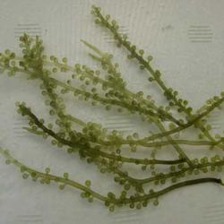 イワヅタ科について＆生物一覧ー | 市場魚貝類図鑑