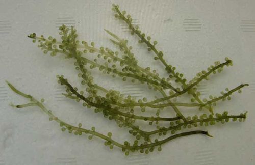 クビレヅタ (ウミブドウ) | 市場魚貝類図鑑