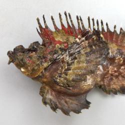 オニオコゼ 魚類 市場魚貝類図鑑