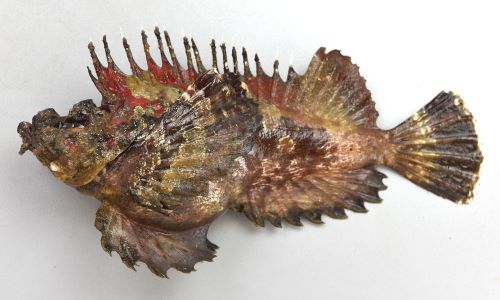 おこぜっと オニオコゼ | 魚類 | 市場魚貝類図鑑