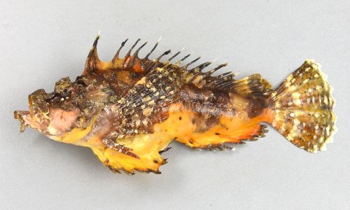 オニオコゼ | 魚類 | 市場魚貝類図鑑